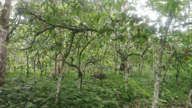 gallery/linnecacao-agroforestrie