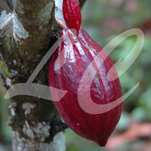 gallery/linnecacao-accueil-2_sq